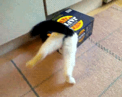 cat1