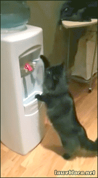 cat2