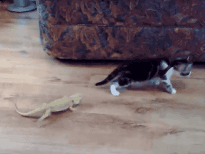 cat3